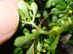 Sedum erythrospermum