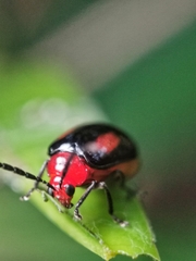 Arcastes biplagiata