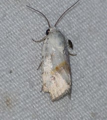Ponometia virginalis