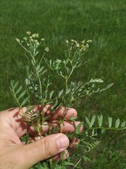 Sibbaldianthe orientalis