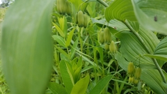 Polygonatum biflorum commutatum