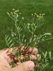 Sibbaldianthe orientalis