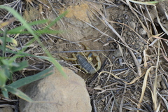 Olivierus caucasicus