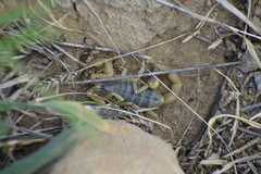 Olivierus caucasicus