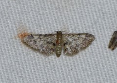 Idaea pervertipennis