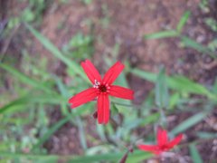 Silene virginica