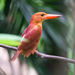 Ruddy Kingfisher - Photo (c) Sam Hambly, some rights reserved (CC BY-NC), uploaded by Sam Hambly