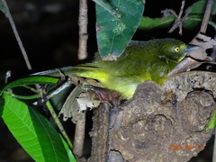 Bleda notatus ugandae