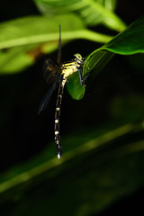 Leptogomphus sauteri
