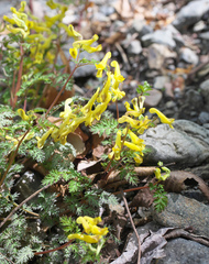Corydalis pallida tenuis