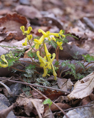 Corydalis pallida tenuis
