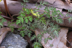 Corydalis pallida tenuis