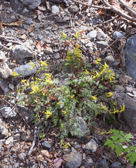 Corydalis pallida tenuis