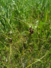 Carex stenophylla