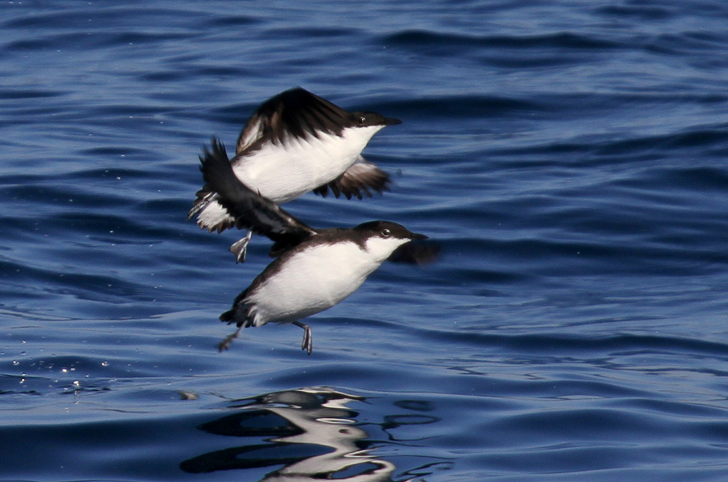 Craveri's Murrelet