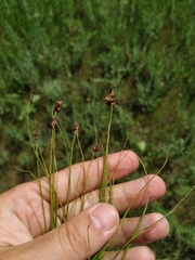 Carex stenophylla