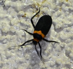 Platytylus bicinctus