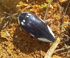 Sternocera orissa orissa