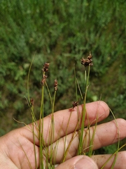 Carex stenophylla