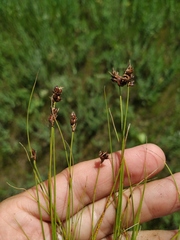 Carex stenophylla