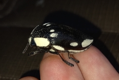 Sternocera orissa orissa