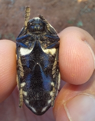 Sternocera orissa orissa