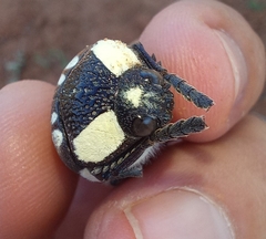 Sternocera orissa orissa