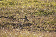 Certhilauda curvirostris brevirostris