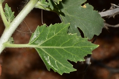 Kissenia capensis image