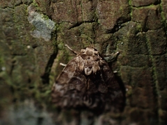 Scaphidriotis xylogramma