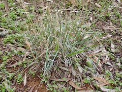 Enteropogon acicularis