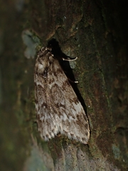 Scaphidriotis xylogramma