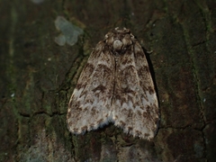 Scaphidriotis xylogramma
