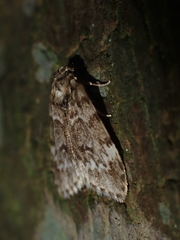 Scaphidriotis xylogramma