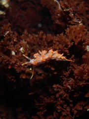 Austraeolis stearnsi