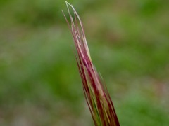 Enteropogon acicularis