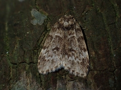 Scaphidriotis xylogramma