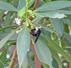 Laeviscolia frontalis