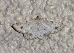 Frederickia subterminata