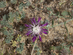 Centaurea sphaerocephala