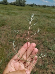 Petrosimonia triandra