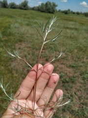 Petrosimonia triandra