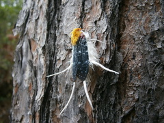 Cerogenes auricoma