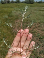 Petrosimonia triandra
