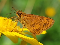 Oriens californica