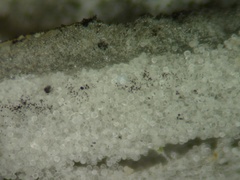 Coprinopsis semitalis