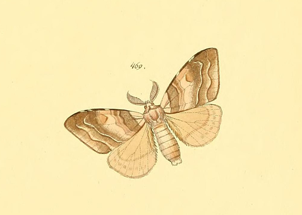Sarsina violascens