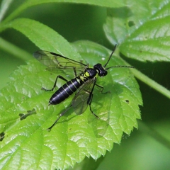 Tenthredo mesomela