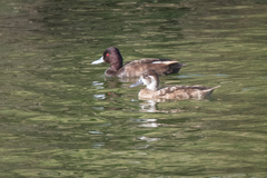 Netta erythrophthalma