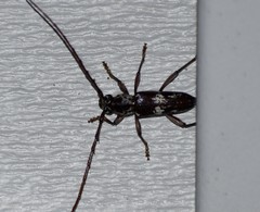 Elaphidion mimeticum